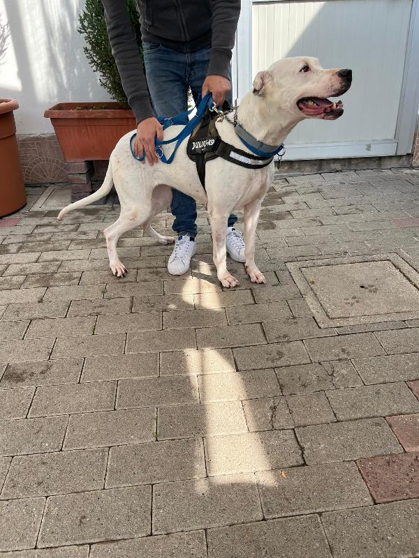 LOLA DOLCE DOGO Foto 5